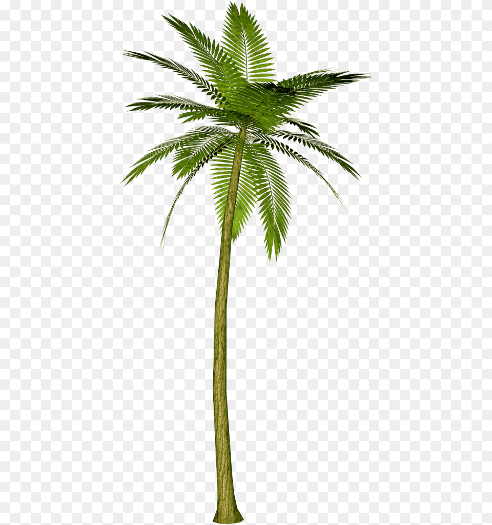 Background Palm Tree Palm Tree Leaf, Palm Tree, Plant Free Transparent Png