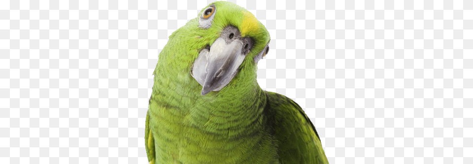 Background Parrot Parrot, Animal, Bird, Parakeet Free Transparent Png
