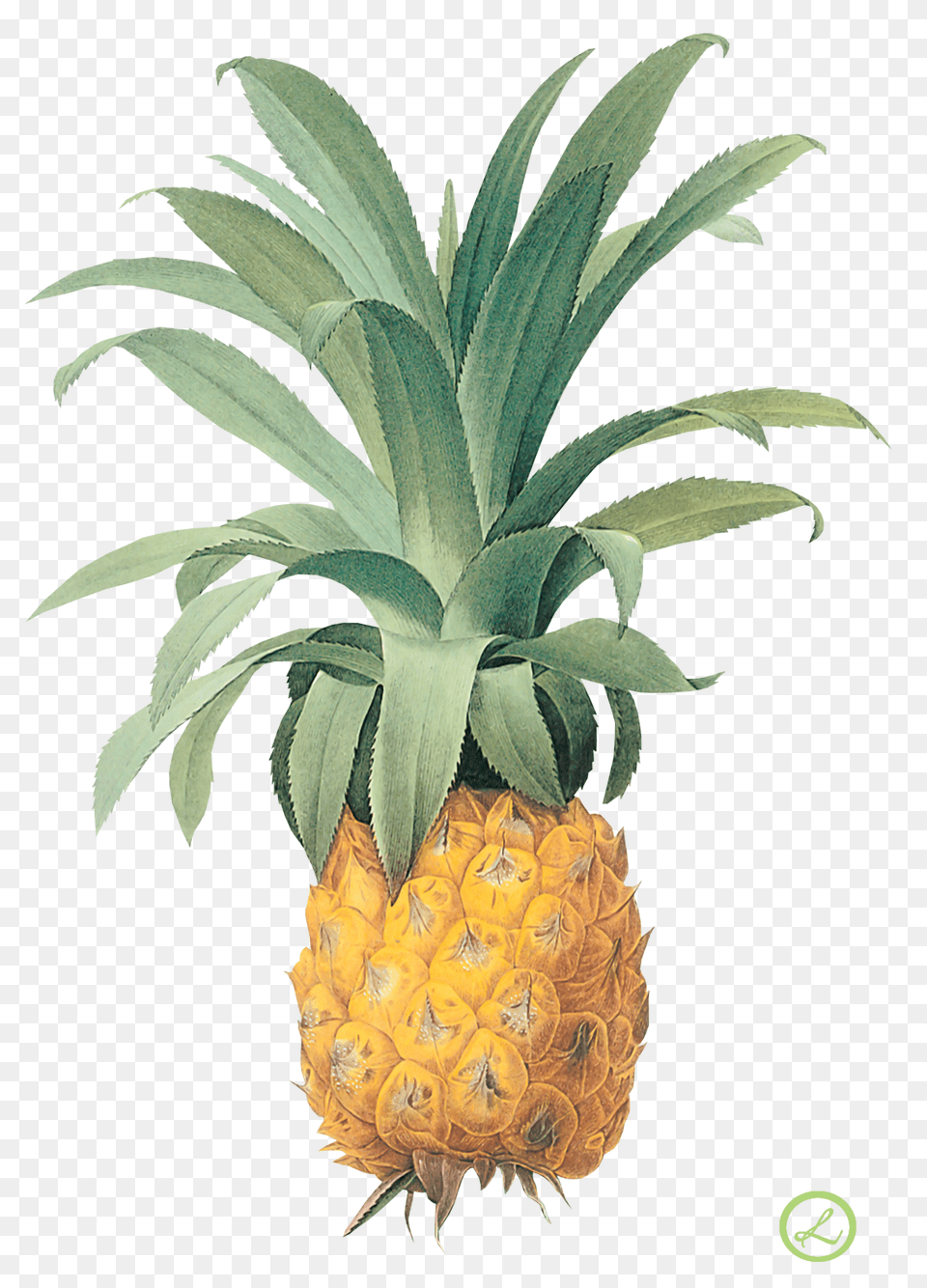 Background Pierre Joseph Redoute Prints Fruits Ananas, Food, Fruit, Pineapple, Plant Free Transparent Png