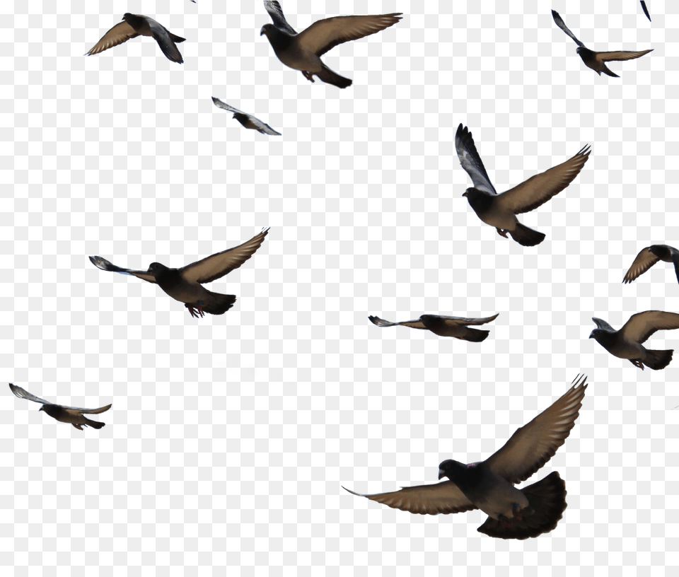 Background Pigeon Flying, Animal, Bird, Dove Png Image