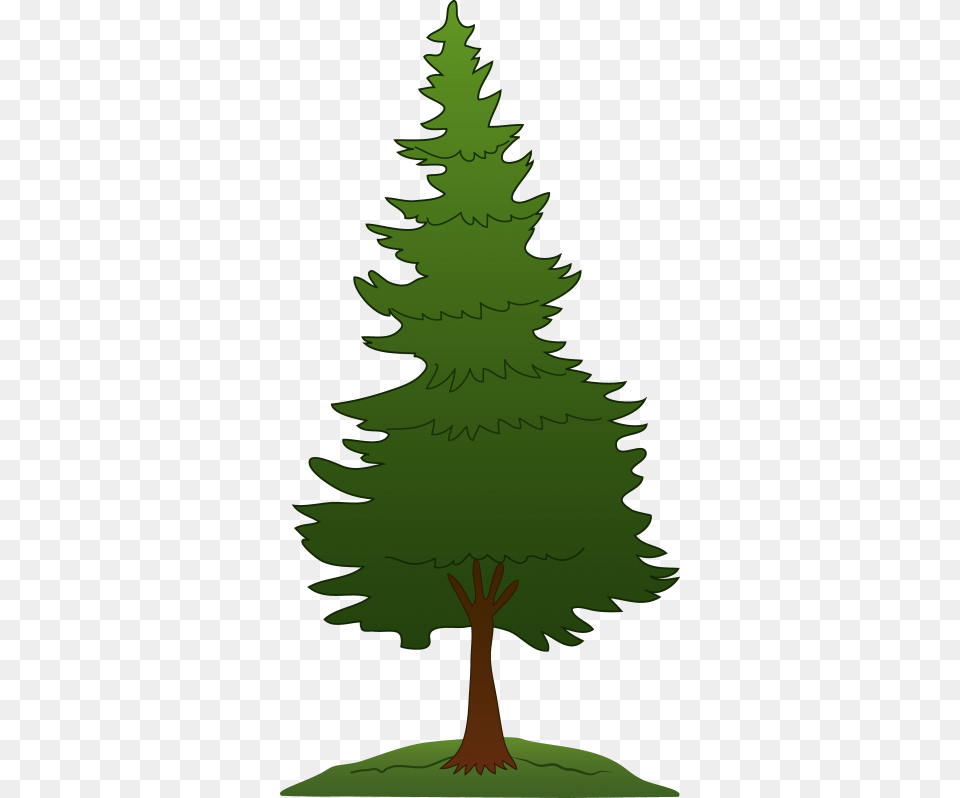 Background Pine Tree 20 Images Pine Tree Clipart, Fir, Plant, Green, Person Free Png