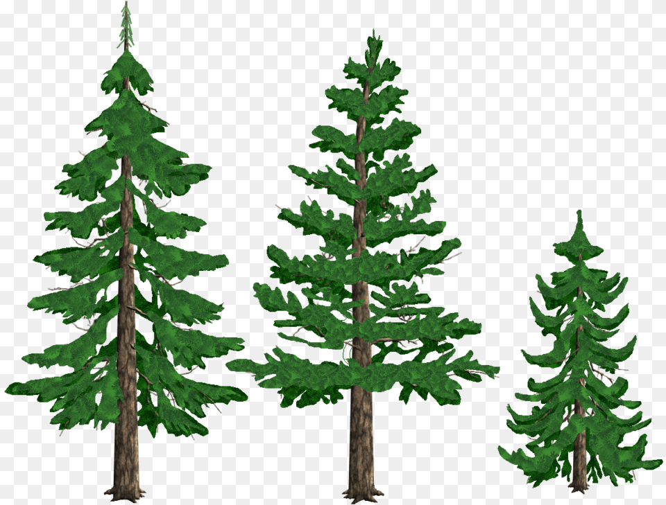 Background Pine Tree Clipart, Conifer, Fir, Plant Free Png Download
