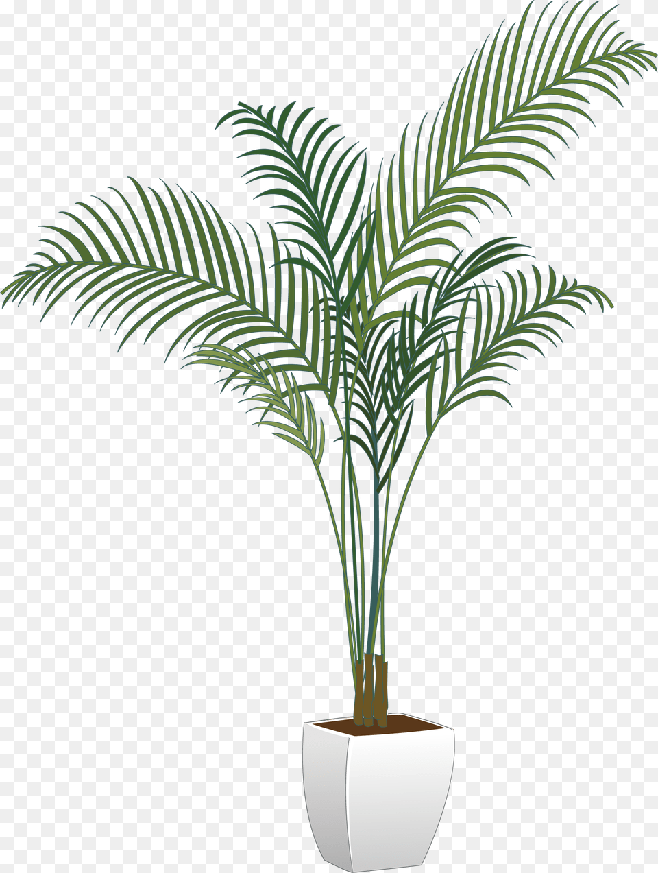 Background Pot Plant, Palm Tree, Tree, Leaf, Potted Plant Png Image