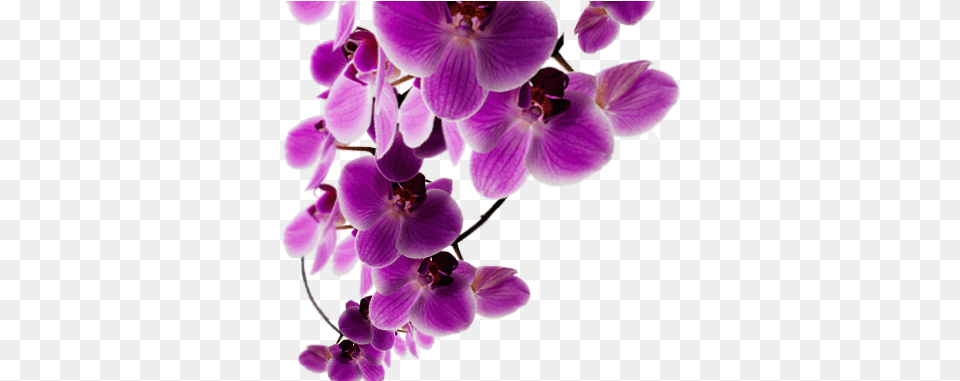 Background Purple Flower Background Purple Purple Flowers Transparent, Orchid, Plant, Geranium, Petal Free Png