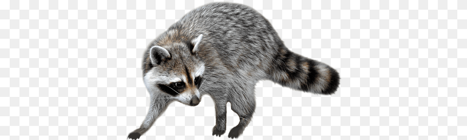 Background Raccoon, Animal, Mammal, Cat, Pet Png