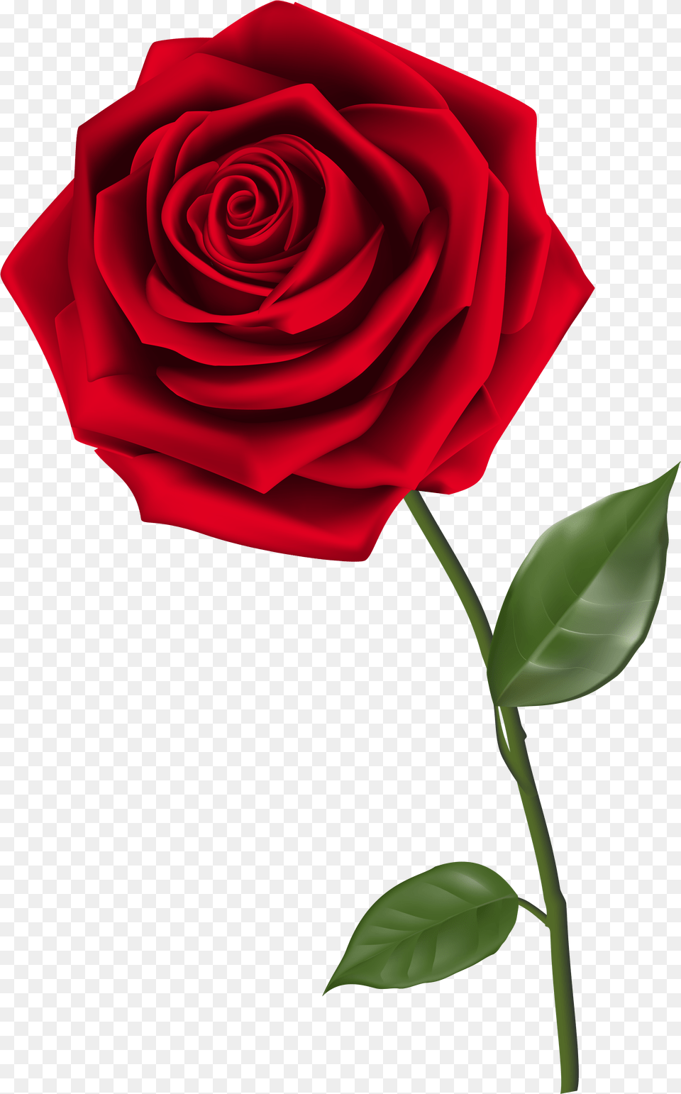 Background Red Rose, Flower, Plant Png Image