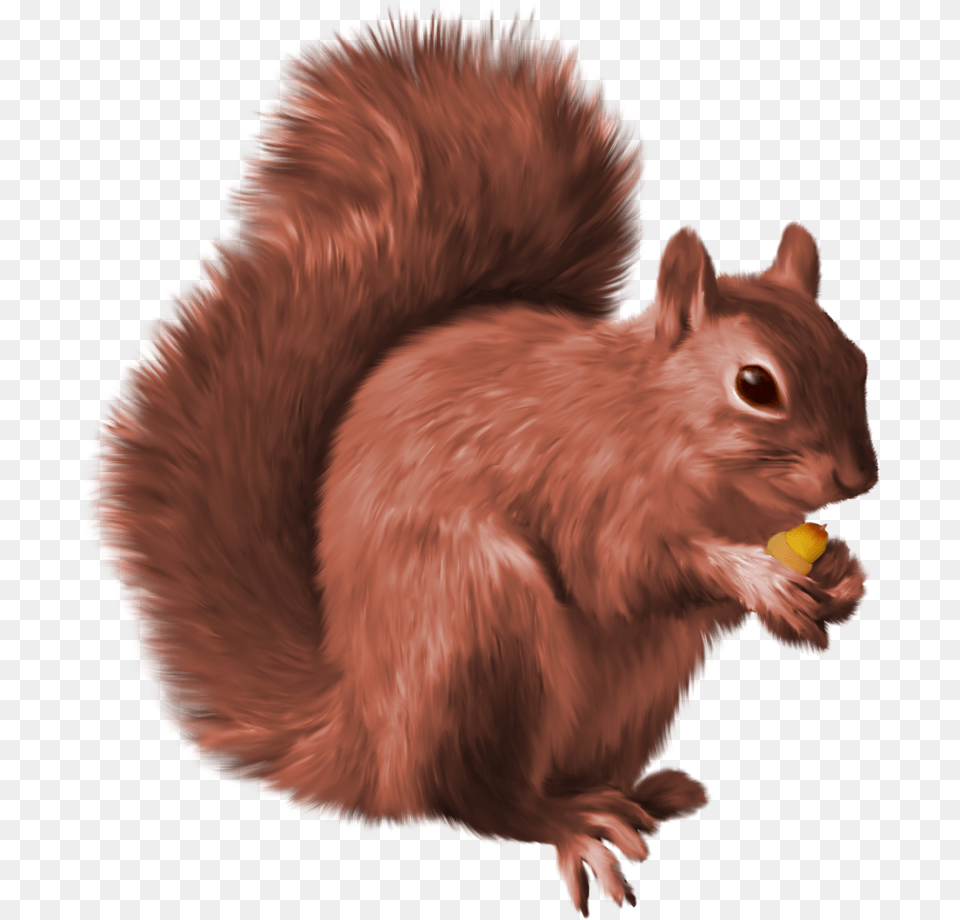 Background Red Squirrel Clipart, Animal, Mammal, Rodent, Bird Free Png
