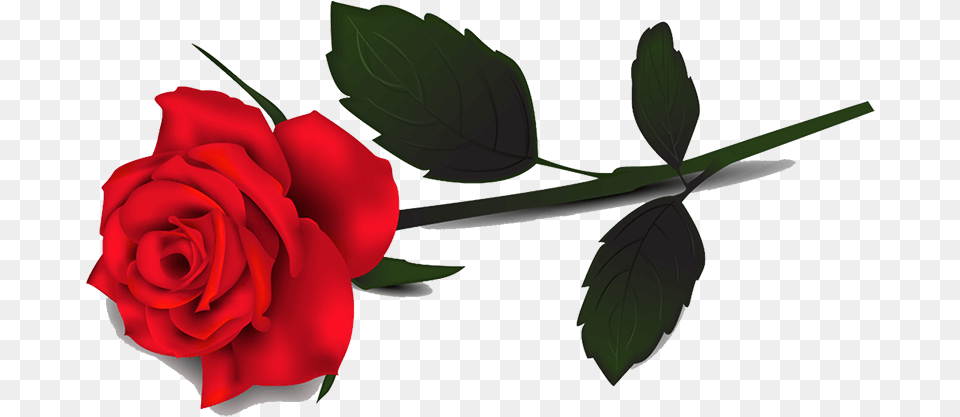 Background Rose, Flower, Plant Free Png