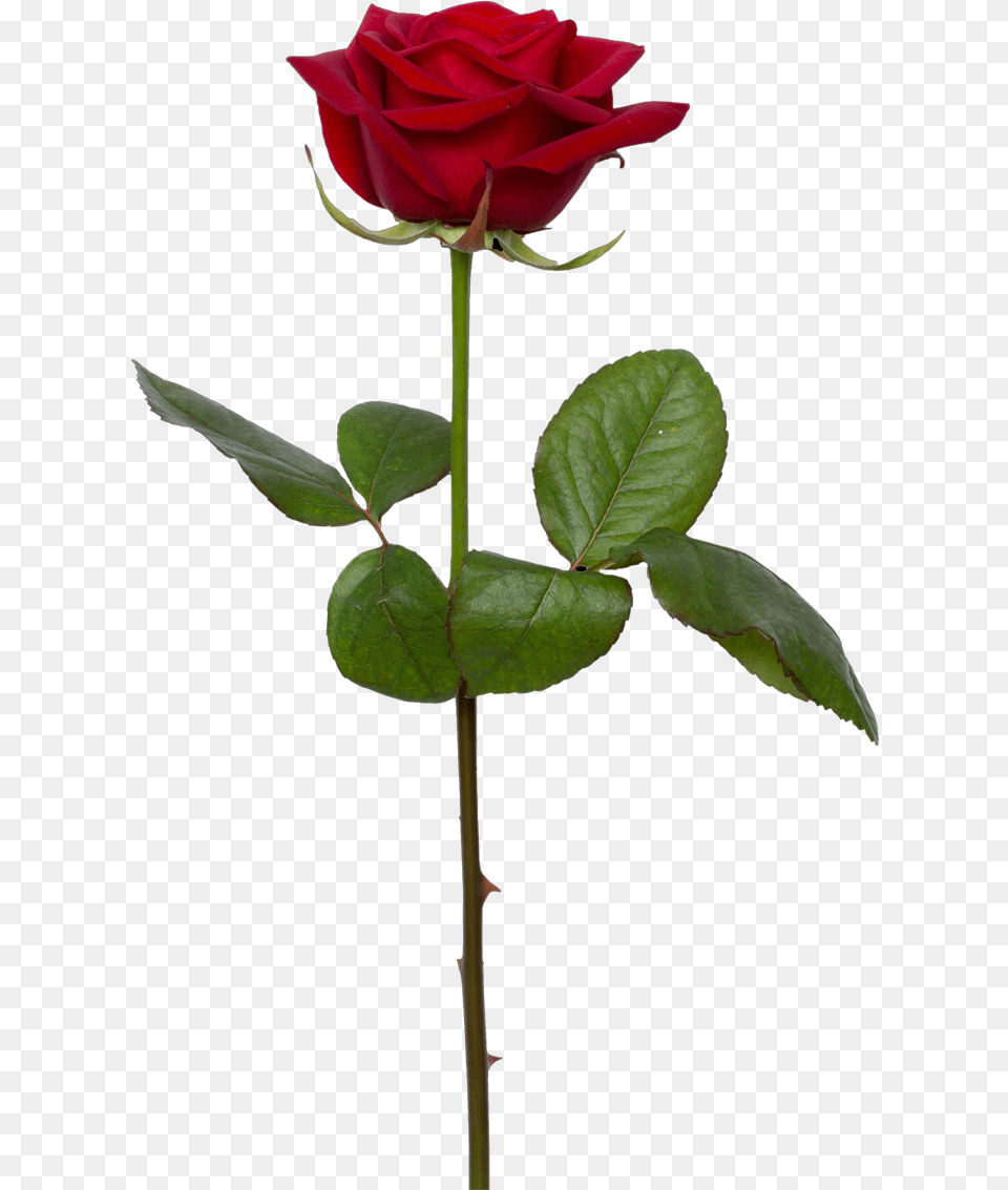 Background Rose, Flower, Plant Png Image