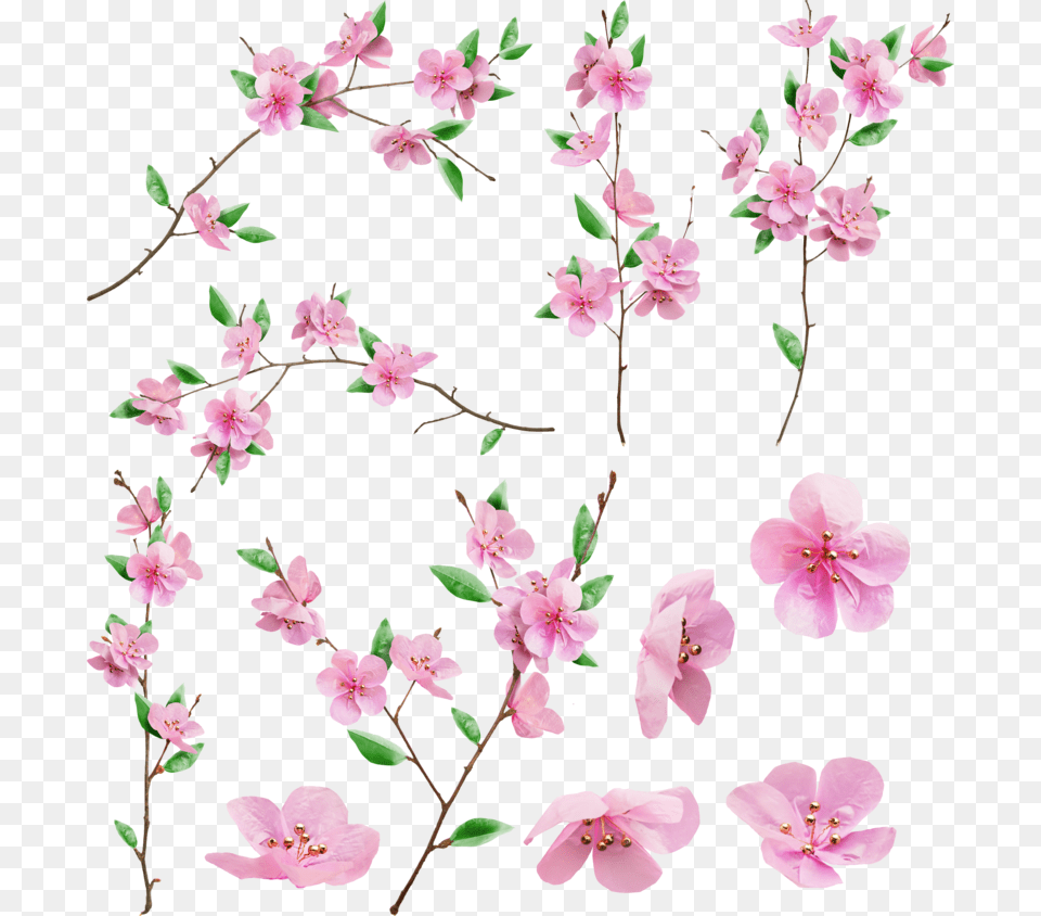 Background Sakura Transparent Drawing Sakura Flower, Plant, Petal, Geranium, Cherry Blossom Png Image