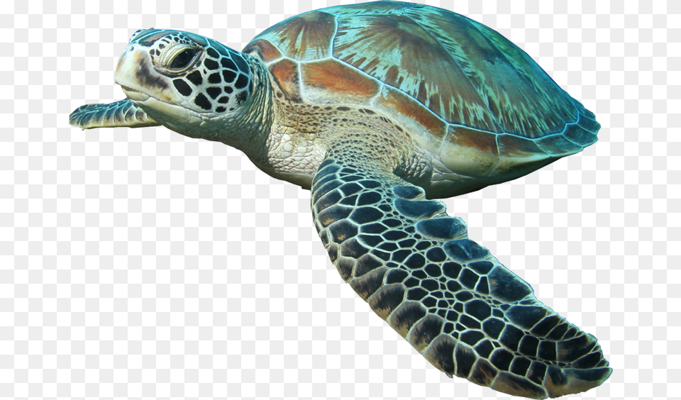 Background Sea Turtle, Animal, Reptile, Sea Life, Sea Turtle Free Transparent Png