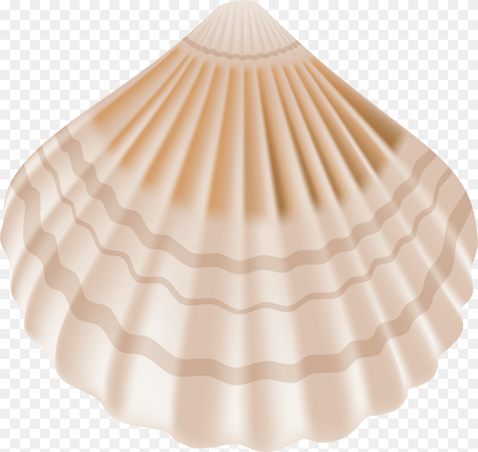 Background Seashell Png Image