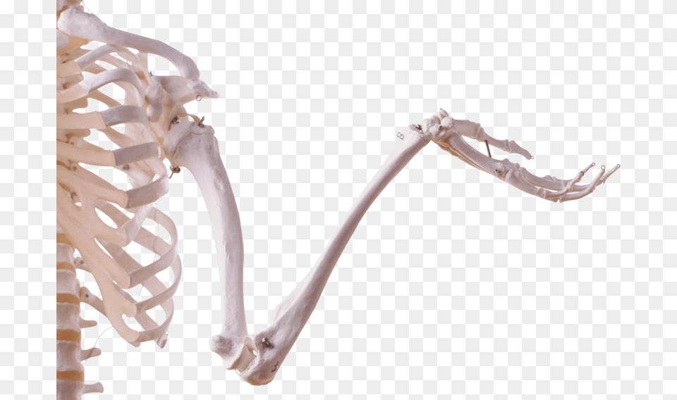 Background Skeleton Transparent Skeletal Arm, Smoke Pipe Free Png