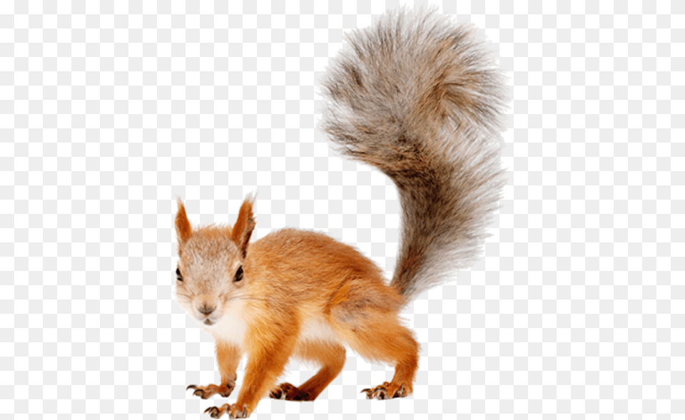 Background Squirrel, Animal, Mammal, Rodent, Rat Free Png Download