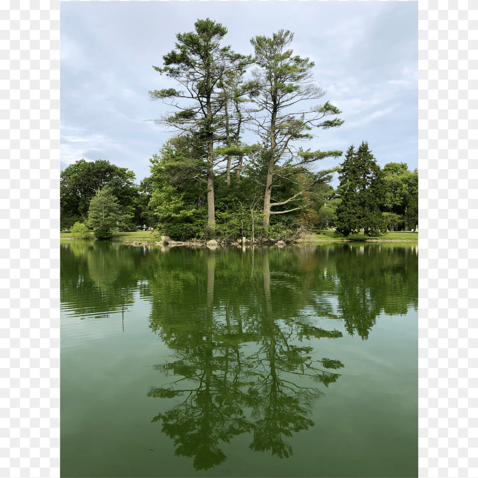 Background Sticker Reflection, Water, Tree, Scenery, Pond Free Png Download