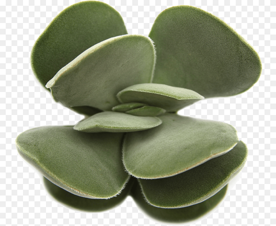 Background Succulent Crassula Dubia Succulent, Plant, Leaf, Herbal, Herbs Free Png