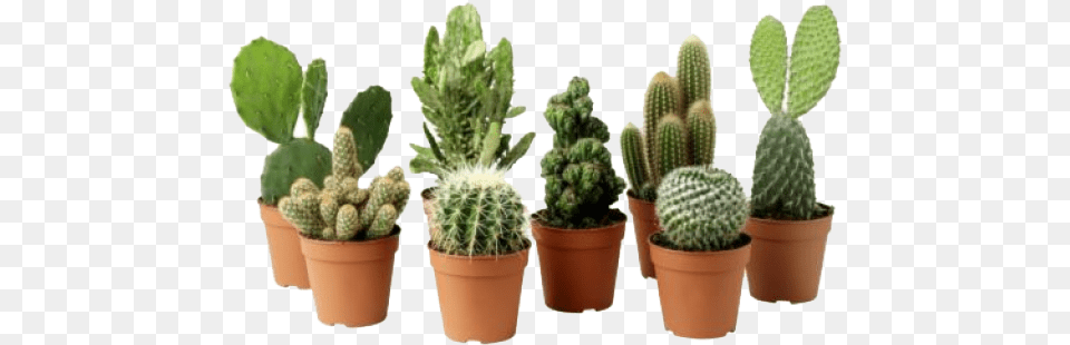 Background Succulents, Plant, Cactus Free Png Download