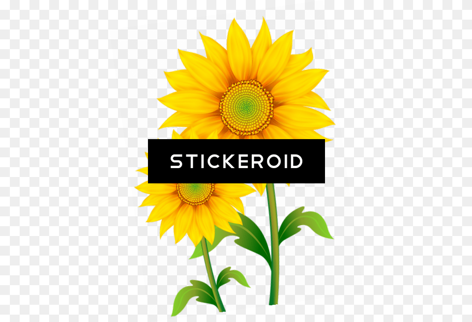 Background Sunflower Background Sunflower Clipart Background Sunflower, Flower, Plant Free Png Download