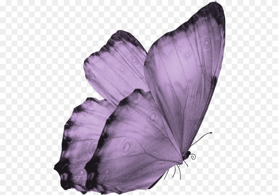 Background Translucent Butterfly Clipart Background Butterfly, Flower, Petal, Plant, Animal Free Transparent Png