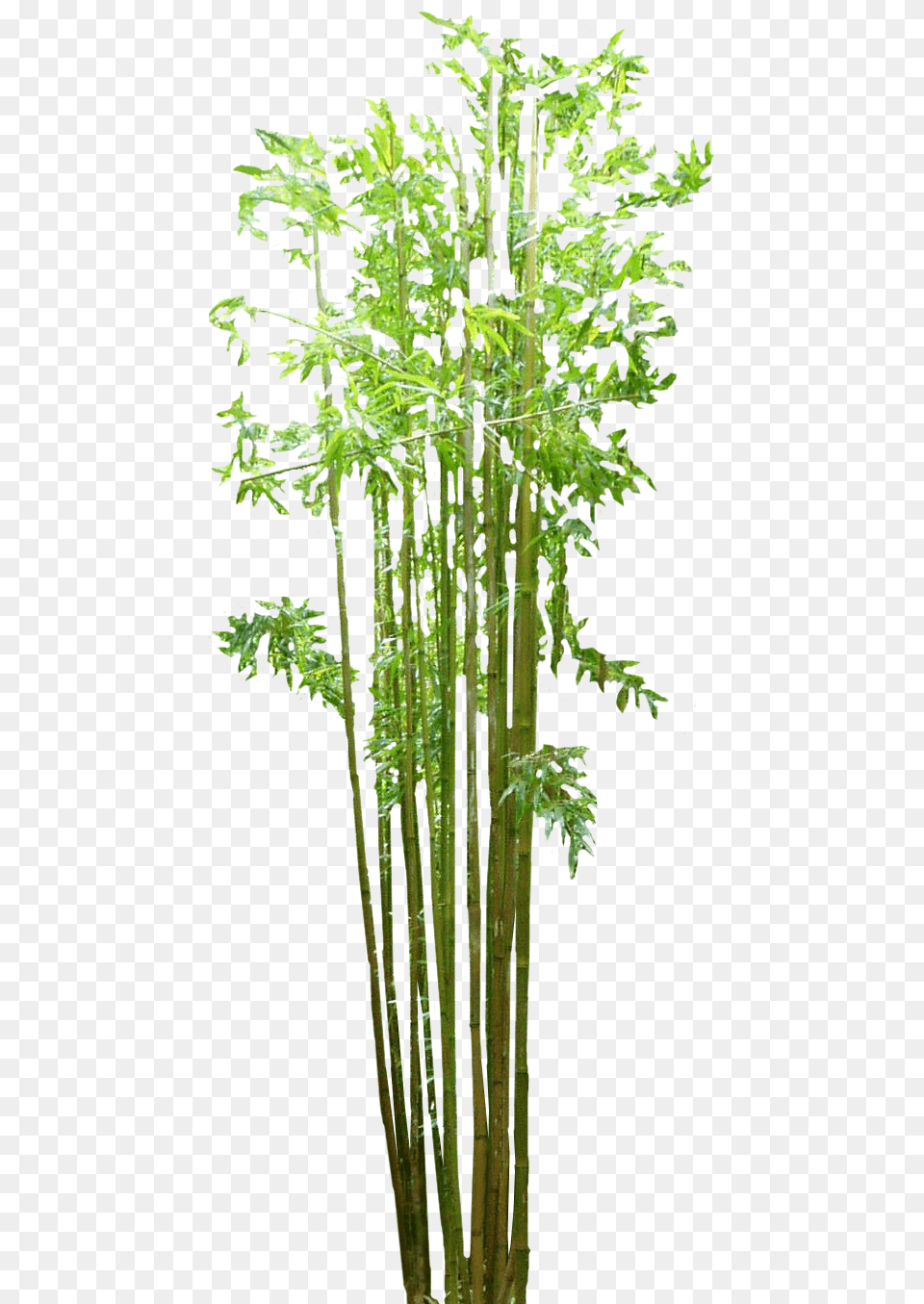Background Transparent Bamboo Tree, Plant Free Png Download