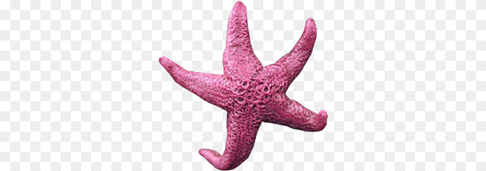 Background Starfish Starfish With No Background, Animal, Sea Life, Invertebrate, Clothing Free Transparent Png