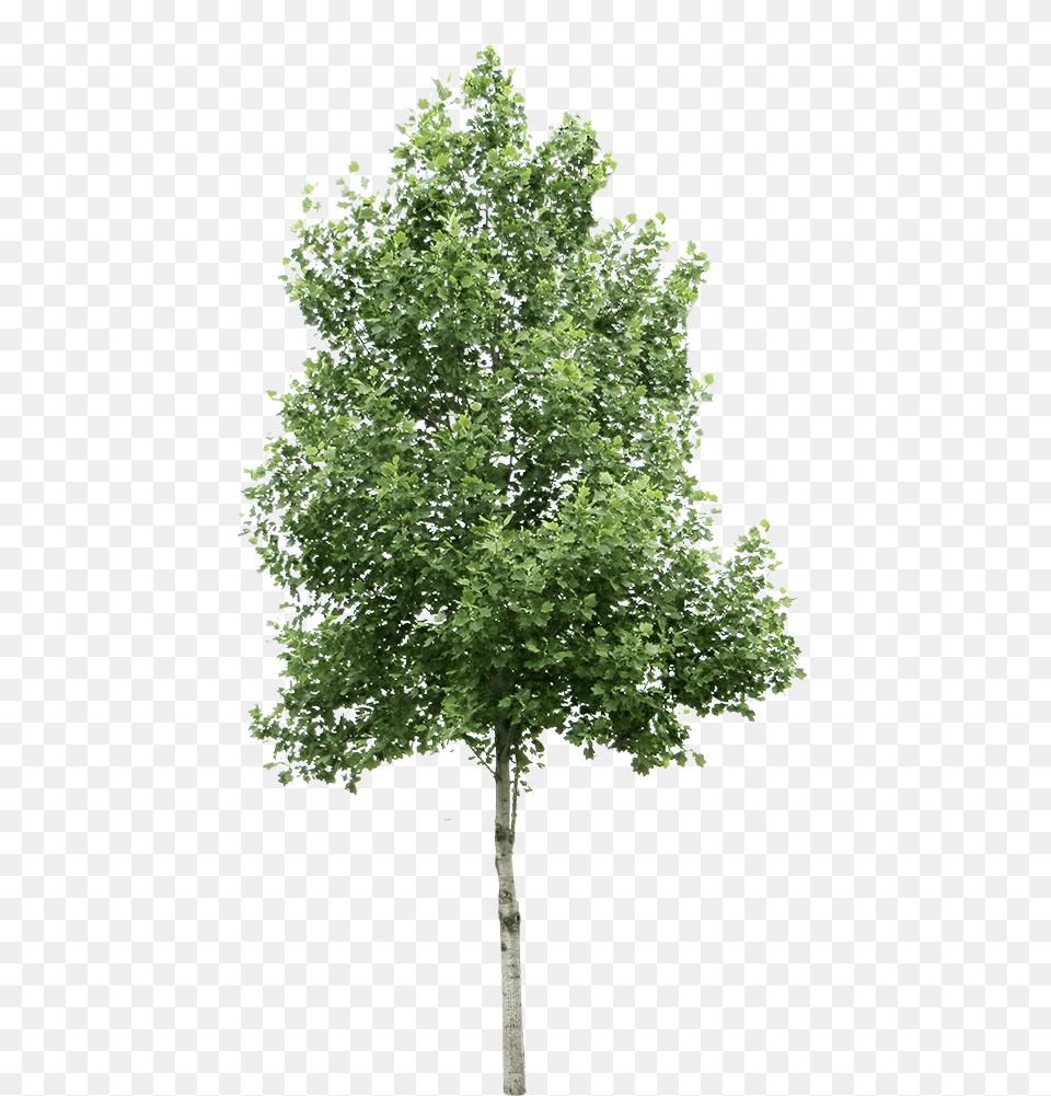 Background Tree, Maple, Oak, Plant, Sycamore Free Png