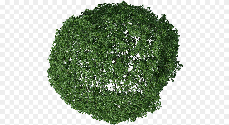 Background Tree Plan, Vegetation, Sycamore, Oak, Plant Png Image