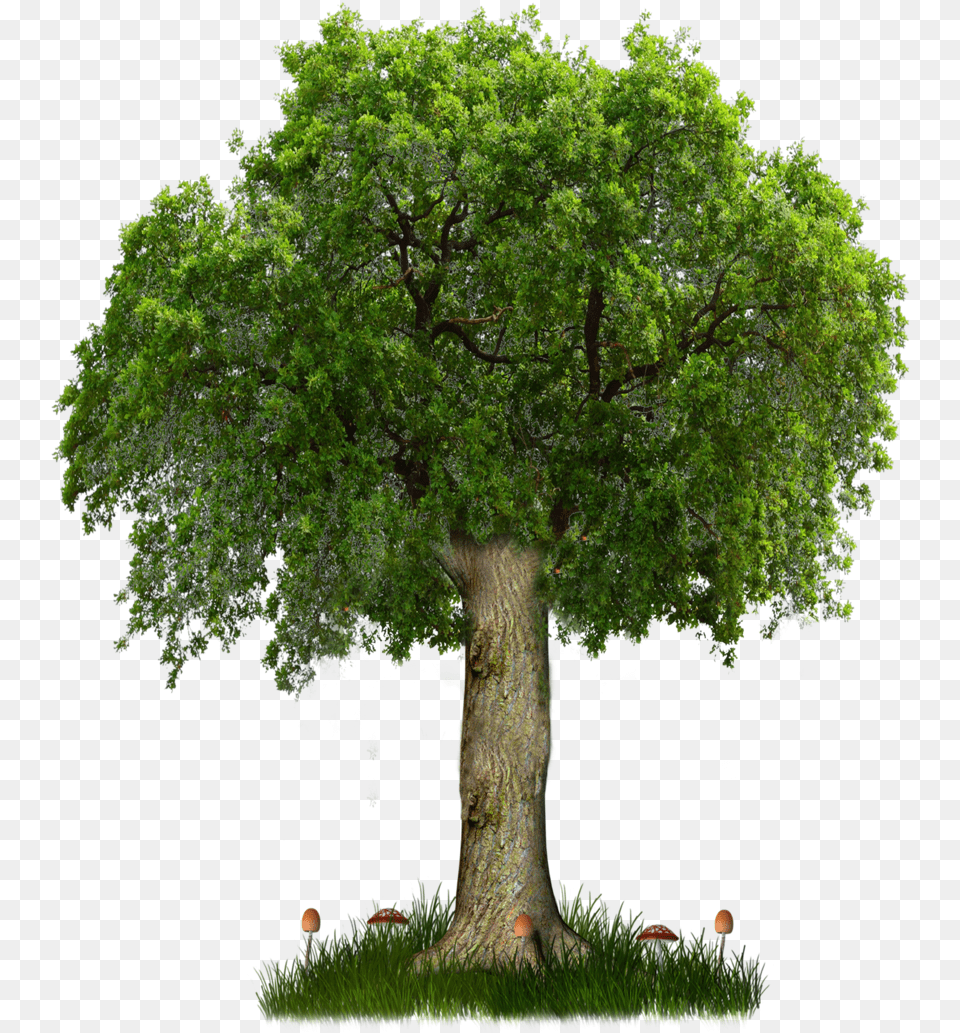 Background Tree Vector, Oak, Plant, Sycamore, Tree Trunk Png