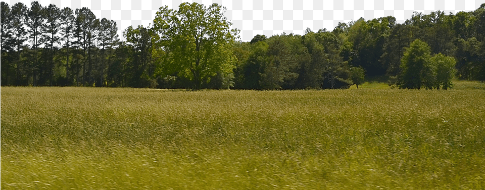 Background Trees Background Of Trees, Countryside, Rural, Plant, Pasture Free Transparent Png