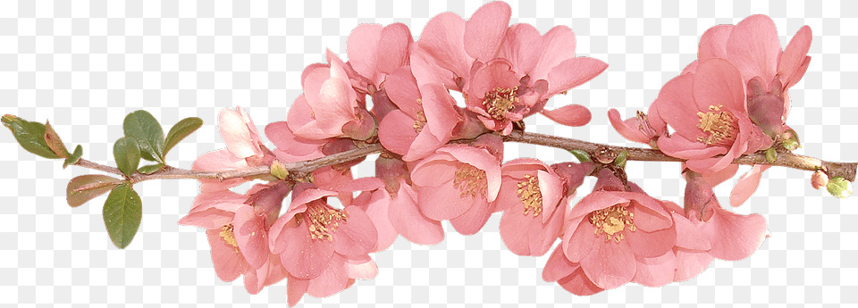 Background V Spring Flowers Clipart, Flower, Petal, Plant, Rose Png