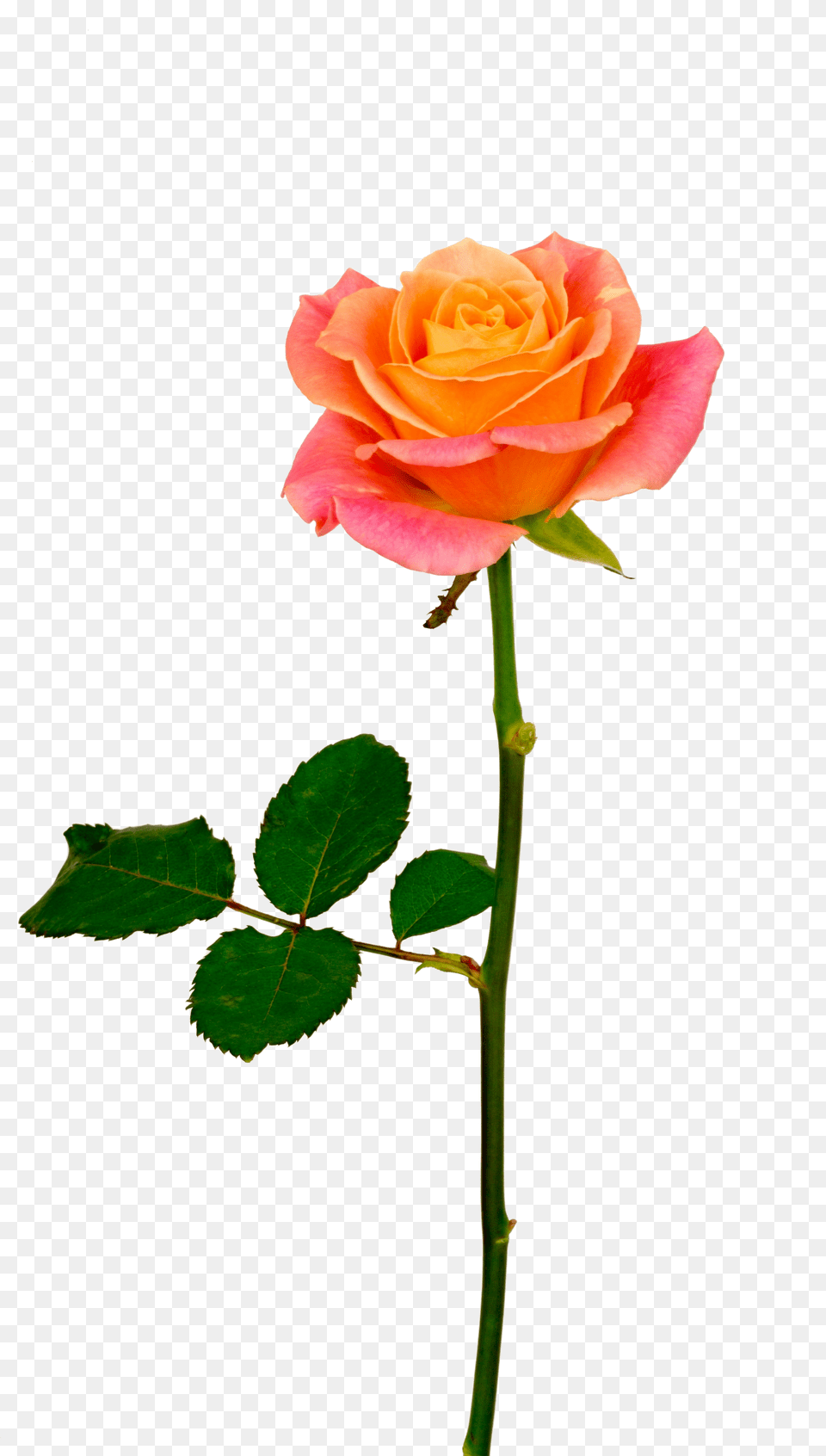 Background V50 600x736 S Resolution Orange Roses Orange Rose With Stem, Flower, Plant Free Png Download