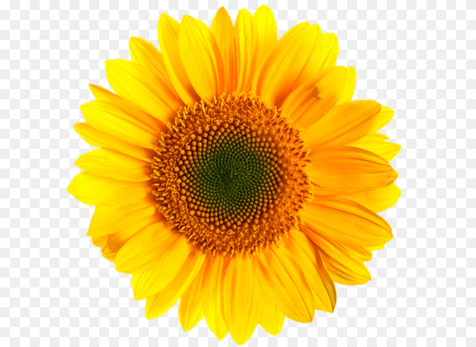 Background Vector Background Sunflower, Flower, Plant Free Png