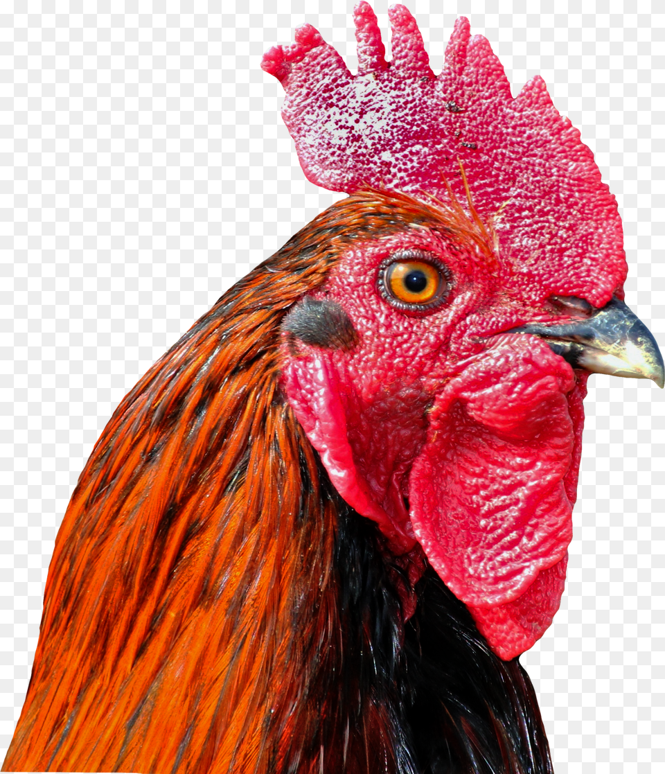 Background Wallpaper Cock Bird Poultry Free Png Download