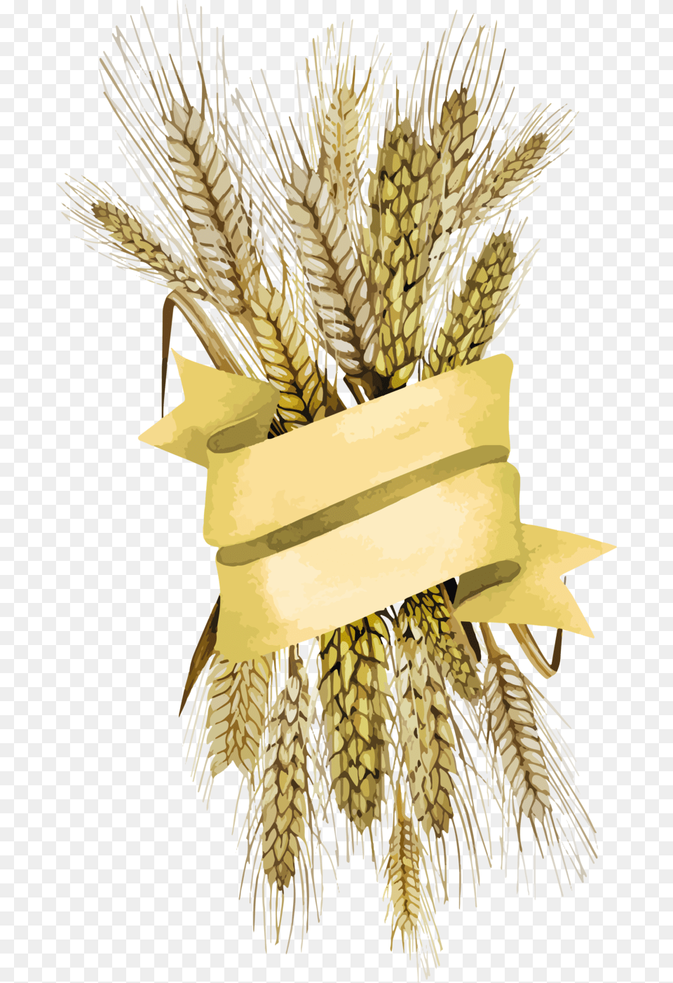 Background Wheat Transparent Transparent Background Wheat, Food, Grain, Produce, Animal Png Image