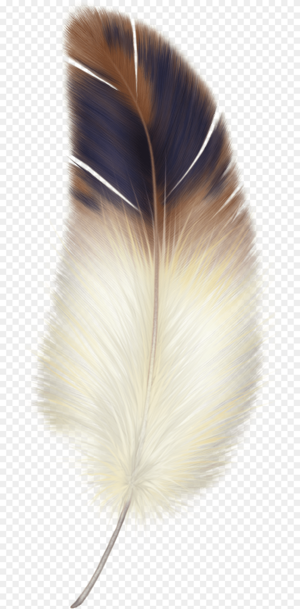 Background White And Brown Feather, Accessories, Plant Free Transparent Png