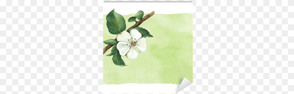 Background With Watercolor Apple Flowers Wall Mural Fr Immer Dein Lachen By Hart Kaui Hemmings, Flower, Plant, Art, Painting Png Image