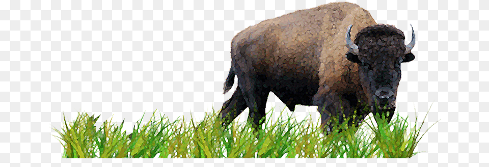 Backgrounds Prairie Activity Grass, Animal, Buffalo, Mammal, Wildlife Free Transparent Png