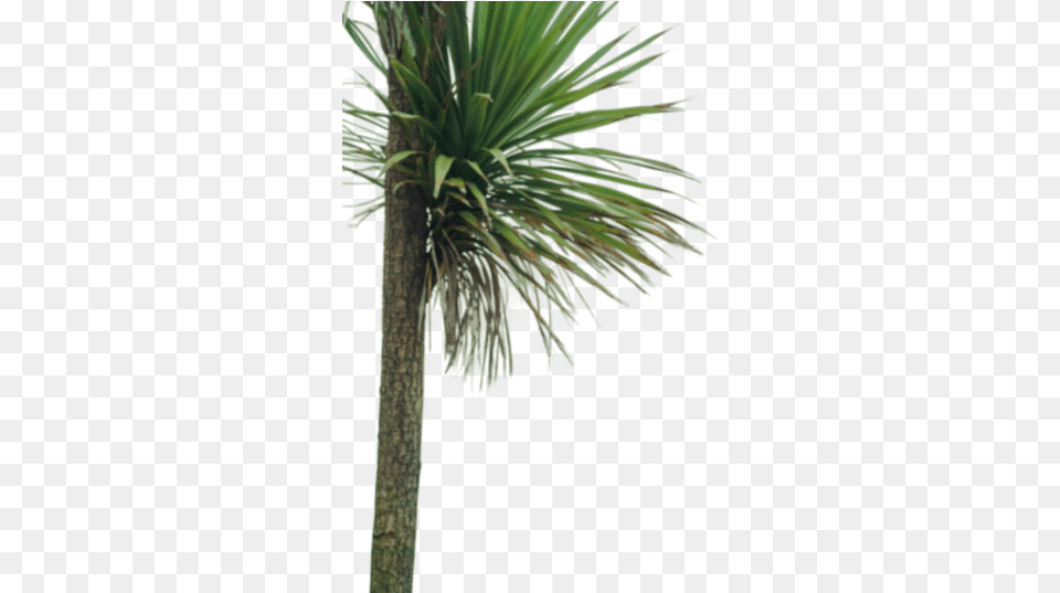 Backgrounds Pond Pine, Palm Tree, Plant, Tree, Agavaceae Free Png
