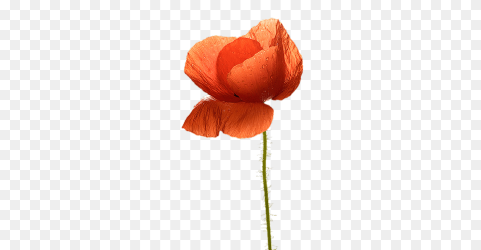 Backgrounds Psp And Flower, Plant, Poppy, Petal Png Image
