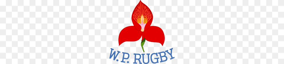 Backline Boost For Dhl Wp, Flower, Petal, Plant, Orchid Free Png