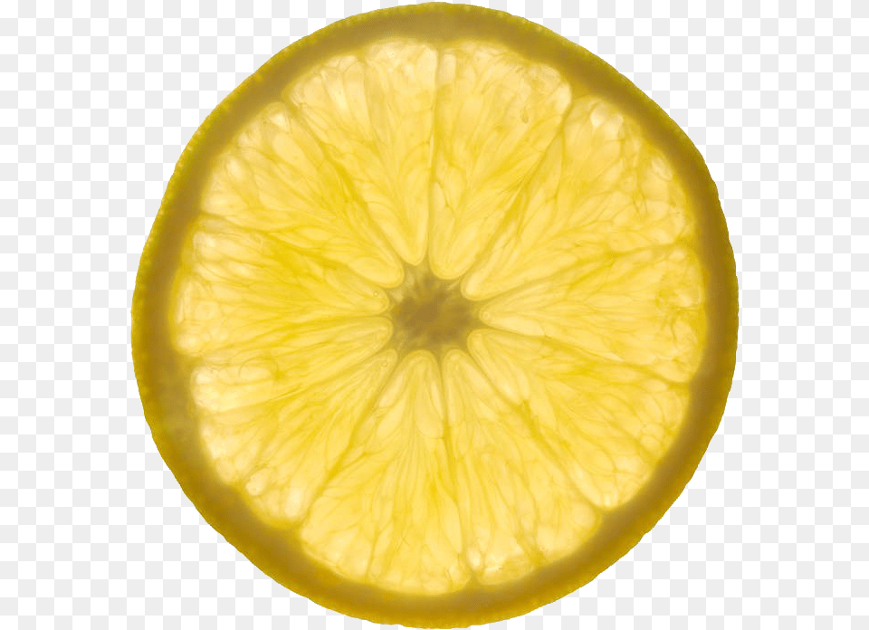 Backlit Lemon Slices Download Lime Slice Transparent, Citrus Fruit, Food, Fruit, Plant Png
