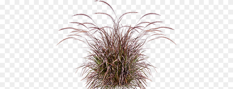 Backyard Builder Purple Fountain Purple Fountain Grass No Background, Plant, Vegetation Free Transparent Png