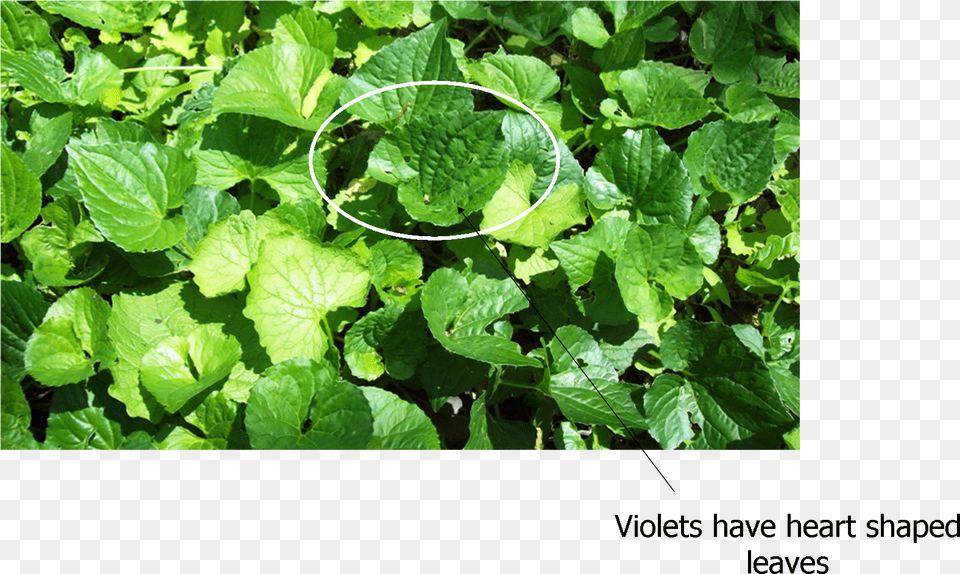 Backyard Edible Weeds, Herbal, Plant, Vegetation, Leaf Free Transparent Png