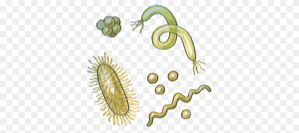 Bacteria, Animal, Reptile, Snake Free Png