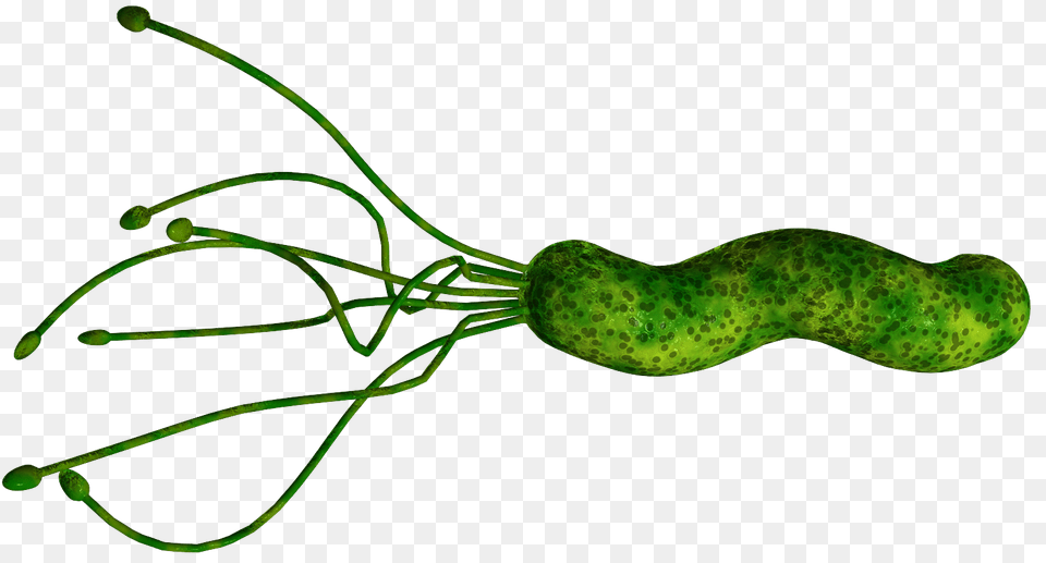 Bacteria, Food, Relish, Pickle, Cucumber Free Png