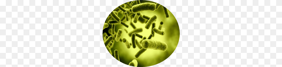 Bacteria, Green, Plant, Pollen, Birthday Cake Png