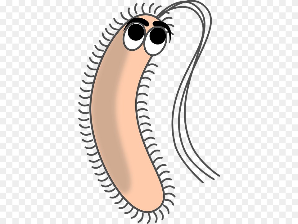 Bacteria Free Transparent Png