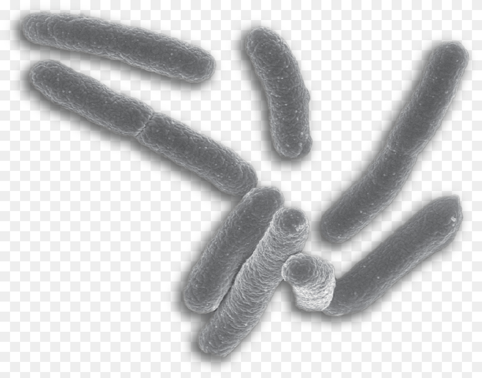 Bacteria, Clothing, Glove, Smoke Pipe Png