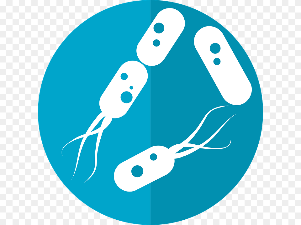 Bacteria, Disk Png Image