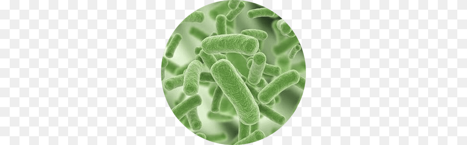 Bacteria, Green, Bean, Food, Green Bean Free Transparent Png